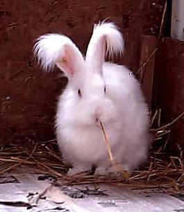  [Angora rabbit] 