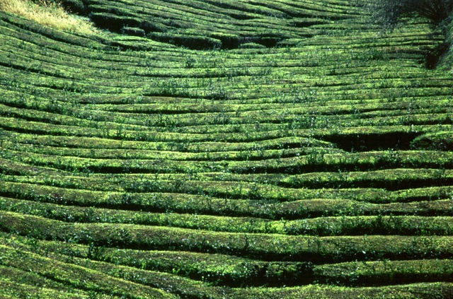  [Tea bushes] 