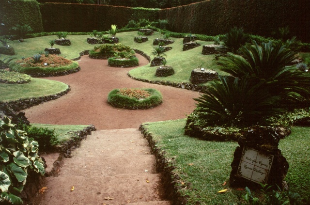  [Cycads] 