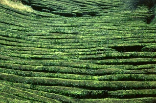  [Tea bushes] 