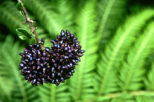 [Berries] 