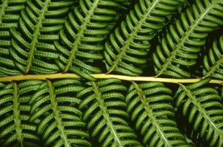  [Fern] 