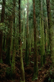  [Trees] 