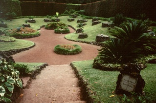  [Cycads] 