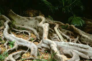  [Rubber tree] 