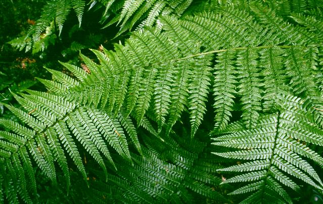  [Fern, Aberglaslyn woods] 