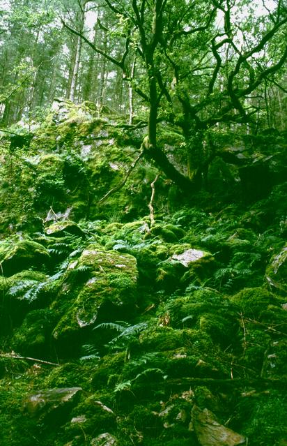  [Aberglaslyn woods] 
