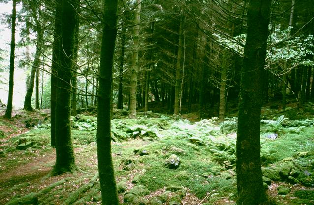 [Aberglaslyn woods] 