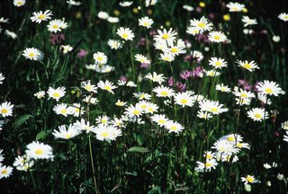  [Daisies] 