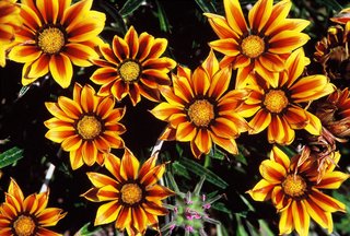 [Flowers] 