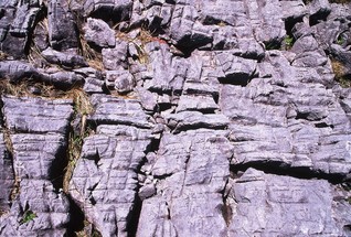  [Limestone pavement] 