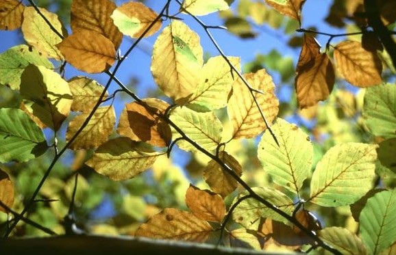  [Beech leaves] 