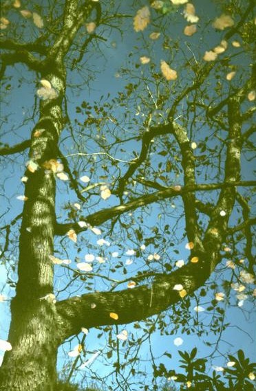  [Beech Tree] 