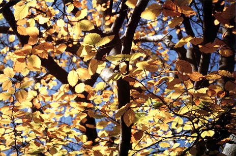  [Beech leaves] 
