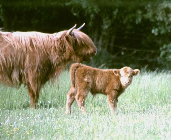  [Highland cow and calf] 