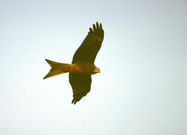  [Red kite] 