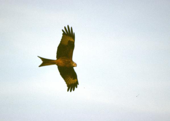  [Red kite] 