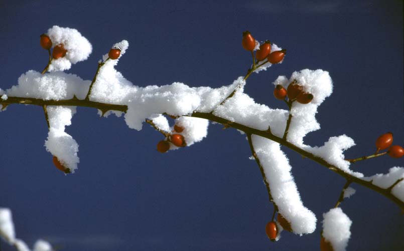  [Rosehips in snow] 
