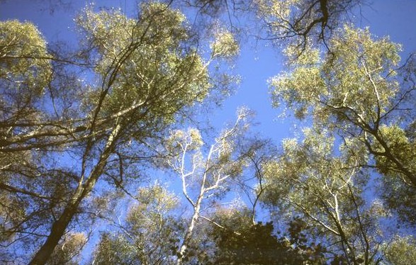  [Silver Birches] 