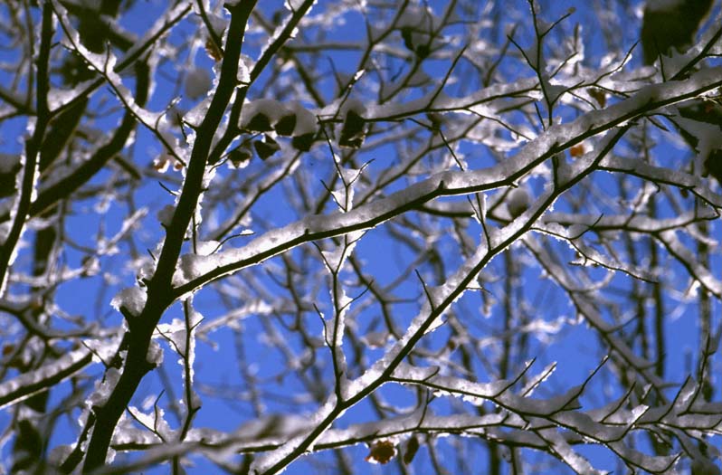  [Snow on tree] 
