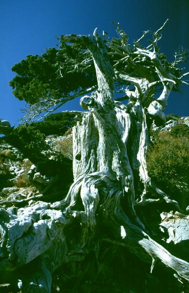  [Tree] 