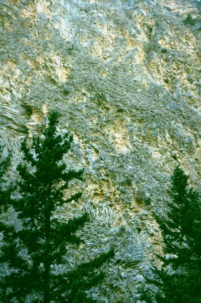  [Trees] 