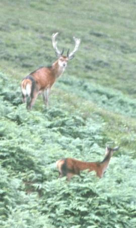  [Red deer, Mull] 