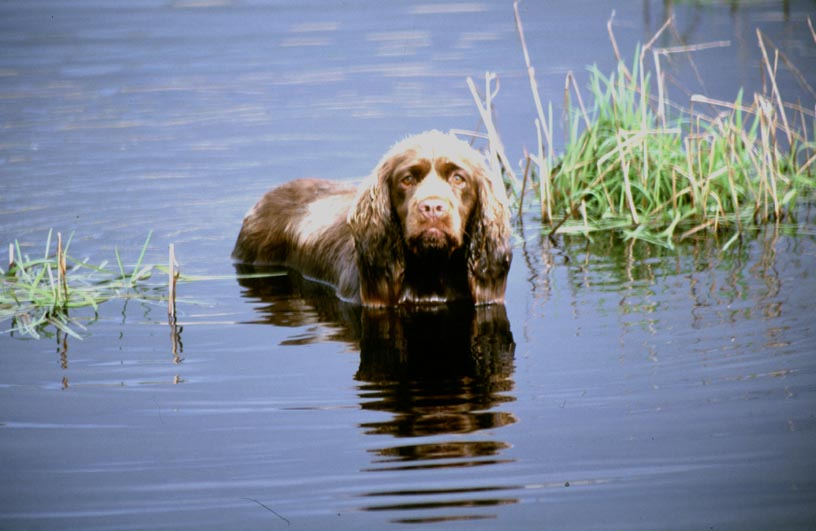  [Ruby in water] 