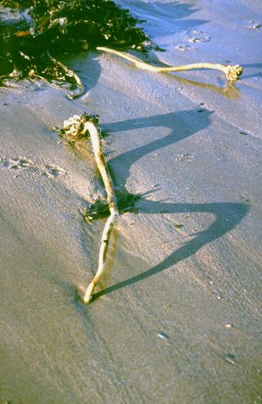  [Sea weed] 