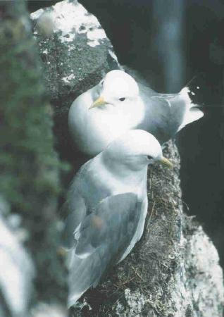  [Kittiwakes] 
