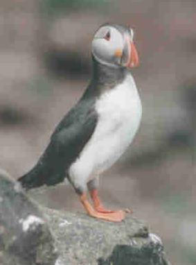  [Puffin] 