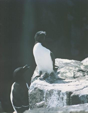  [Razorbills] 