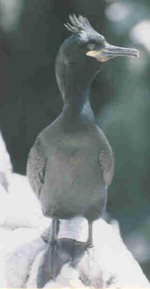  [Shag] 