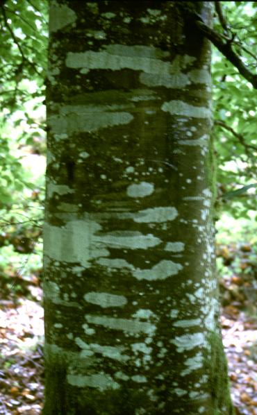  [Silver Birch] 