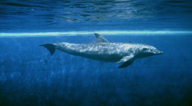  [Dolphin] 