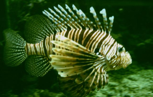  [Spiny fish] 