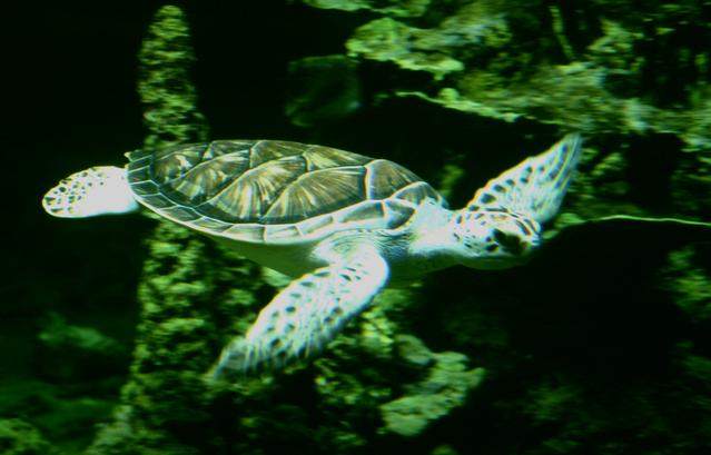  [Turtle] 