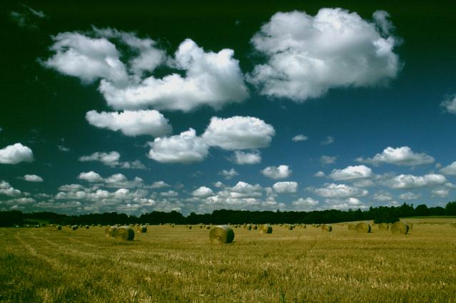  [Bales] 