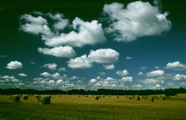 [Bales] 