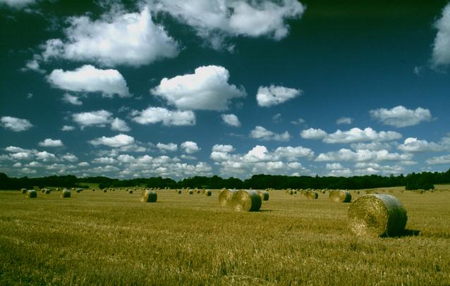  [Bales] 