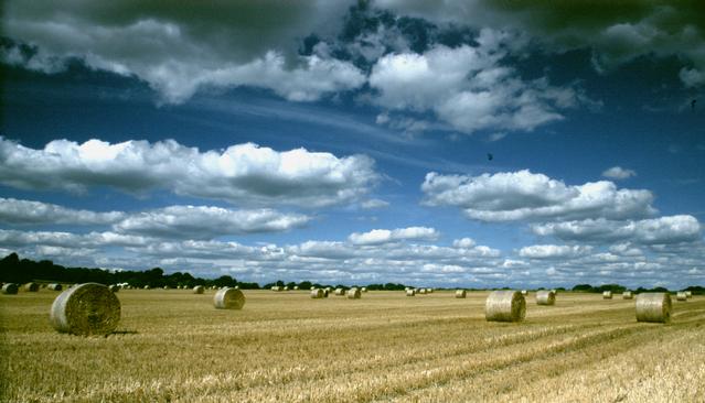  [Bales] 