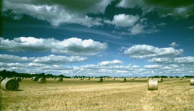  [Bales] 