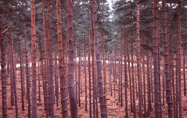  [Trees] 