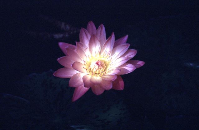  [Waterlily flower] 
