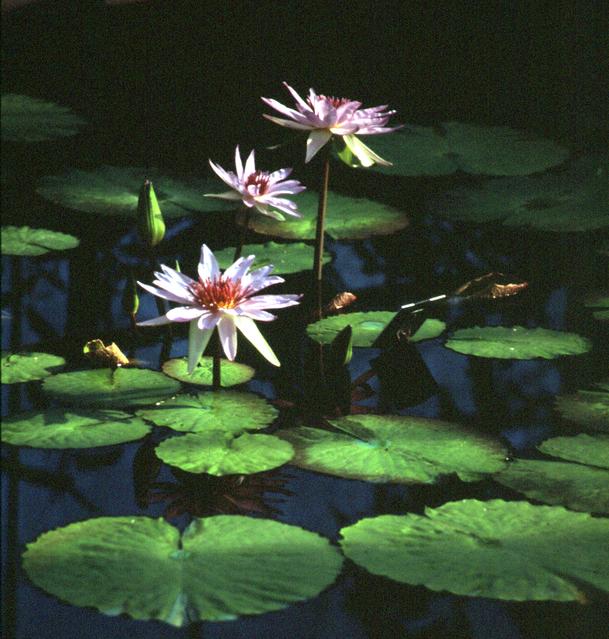 [Waterlily flower] 