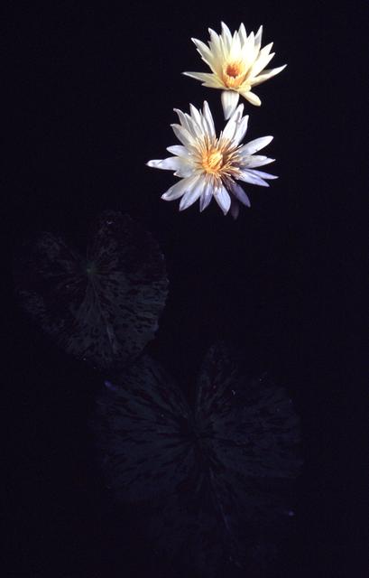  [Waterlily flower] 
