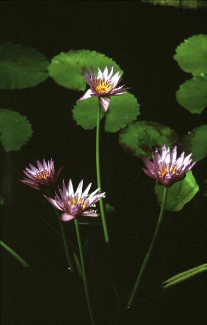  [Waterlily flowers] 