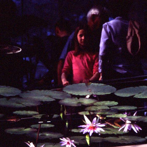  [Waterlily] 