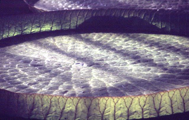  [Waterlily pad] 