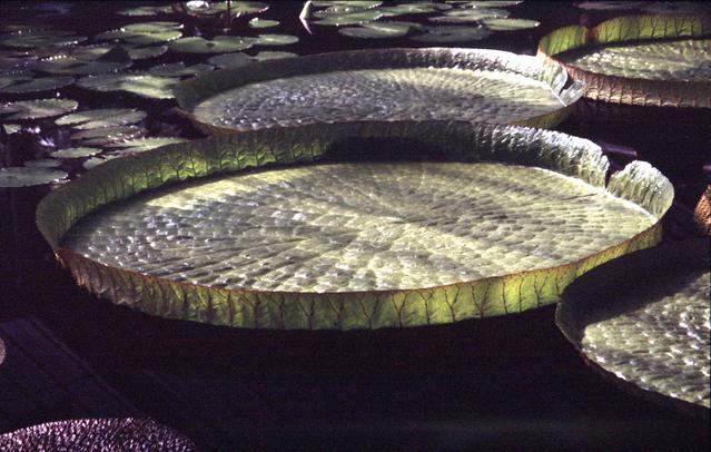  [Waterlily pads] 